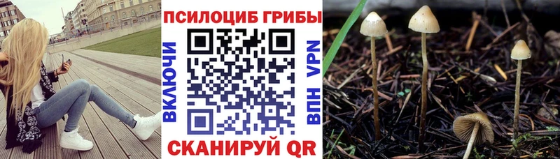 Псилоцибиновые грибы Magic Shrooms  Купить где  Жиздра 